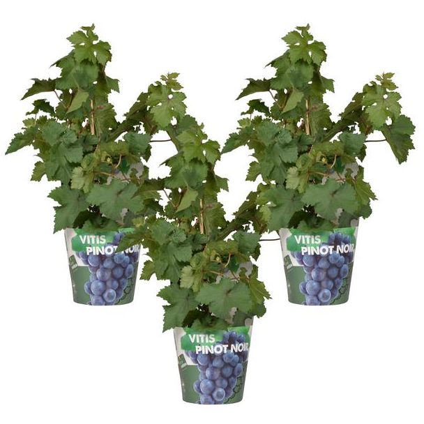 Biologisch gekweekt Fruit, Set van 3 stuks,  Blauwe druif, Compacte Druivenplant, Terrasplant, Balkonplant   Vitis Pixie  Pinot Noir  - ↨30cm - Ø14