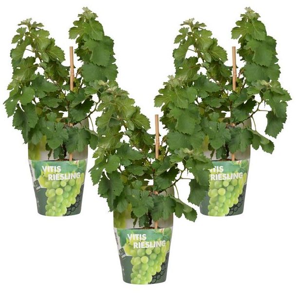 Biologisch gekweekt Fruit, Set van 3 stuks,  Blauwe druif, Compacte Druivenplant, Terrasplant, Balkonplant, Vitis Pixie  Riesling  - ↨30cm - Ø14