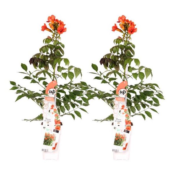 2x -Trompetplant, Klimplant, kleur Oranje/Roodachtige, Campsis 'Indian Summer' -↨65cm - Ø15
