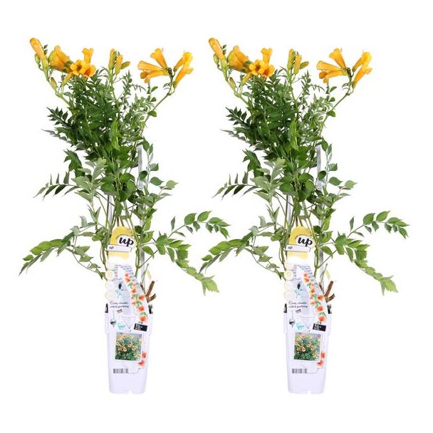 2 Stuks Trompetklimmer Goudgeel