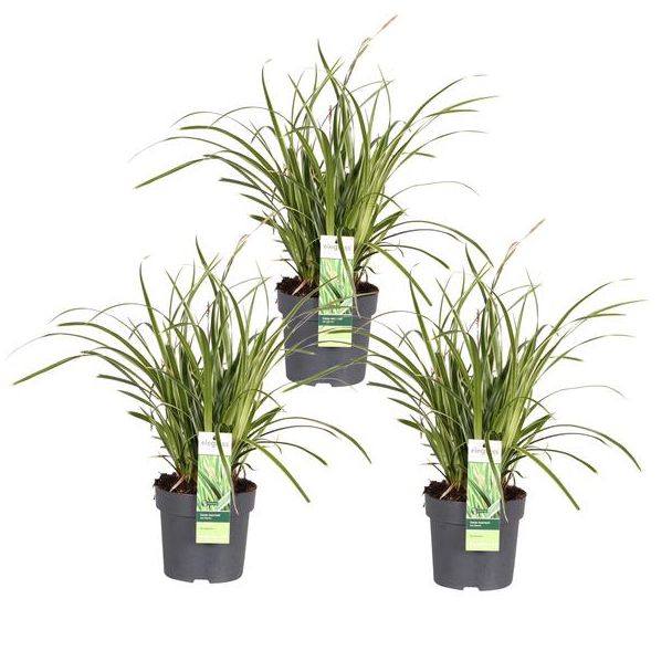 Bonte Siergras, 3 stuks,  Struik, Kleur Groen met Creme, Carex morrowii  Ice Dance  - ↨30cm - Ø14