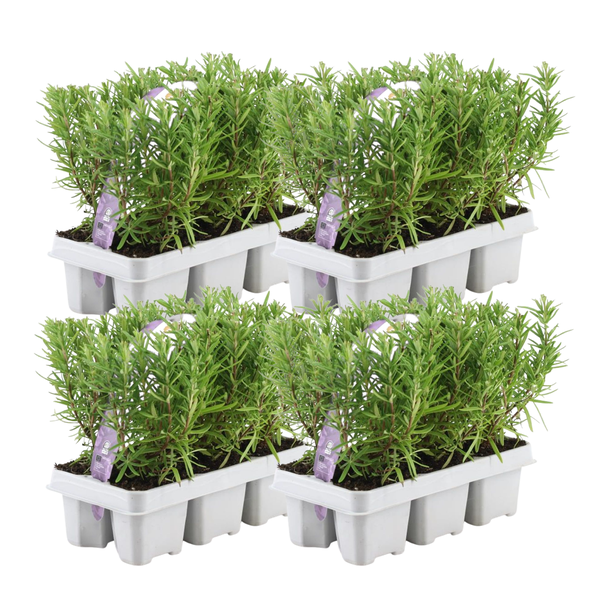 Kruidenplant, Rozemarijn, Set van 4x6 pack, Mediterrane keuken, Kleur Bloemen Blauw,Paars, Rosmarinus officinalis - 24 x Ø7 cm - ↕20 cm