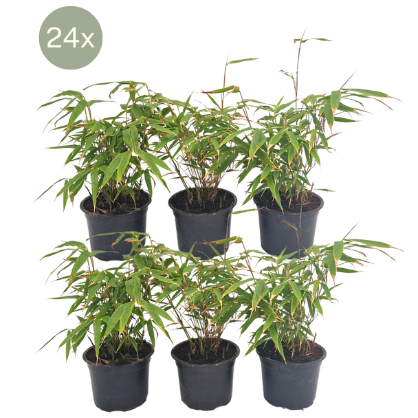 24x Bamboe, Niet Woekerend ,Polvormige Bamboe, Kleur Groen, Haag, Fargesia rufa - ↨25cm - Ø13, niet vermeerderend