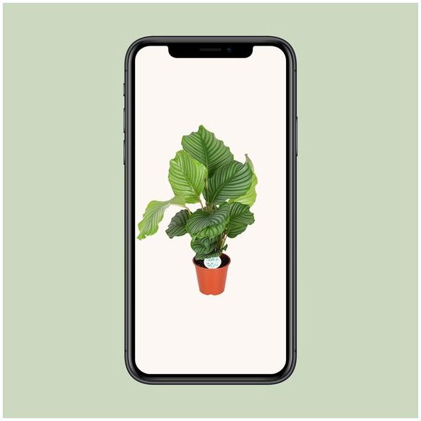 Calathea Orbifolia - Ø17cm - ↕60cm
