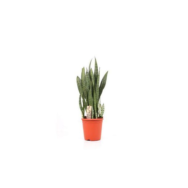 Ceylon Vrouwentong, De Slangenplant, Zwaardachtig Donkergroen Blad met zilverachtige Vlekken/Strepen, Sansevieria Zeylanica  Ø30cm - ↕110cm