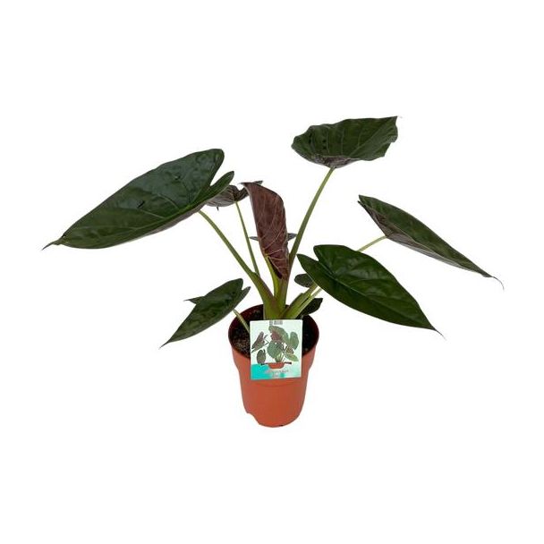 Olifantenoor, Alocasia Wentii, Groene Plant, Tropish,  Ø19cm - ↕85cm