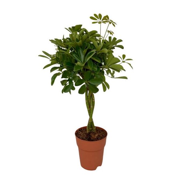 Parapluplant, Groene Plant, Schefflera Compacta Ø19- 80cm Hoog