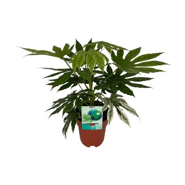 Fatsia Japonica Variegata - Ø19cm - ↕60cm