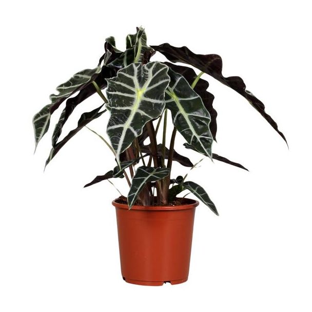 Olifantenoor,Groene Plant, Tropisch, Karakteristiek blad, Alocasia Polly - Ø17cm - ↕45cm