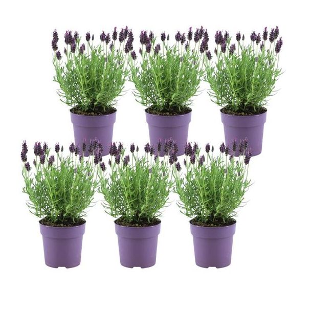 Set van 6 kuiflavendel,  Kleur Lila/Paars, Tuinplanten, Haag,  Lavandula stoechas Anouk® - 12 cm pot