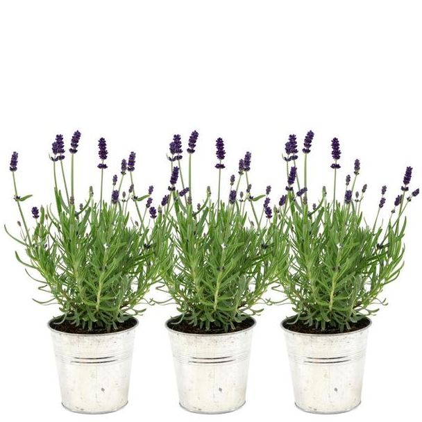 Lavendel in Sierpot,  3 Stuks, Kleur Paars-Blauw, Terrasplant, Balkonplant, Lavandula angustifolia Felice®  in  Old Look  sierpot - 13 cm pot