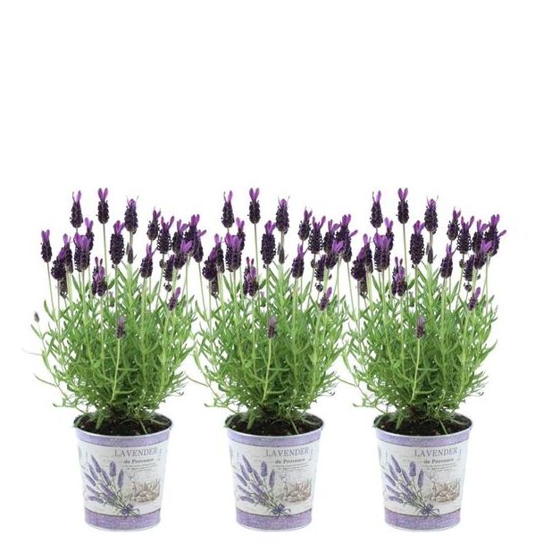 Set van 3 kuiflavendel in Sierpot,  Kleur Lila/Paars, Tuinplanten, Terrasplant, Balkonplant,  Lavandula stoechas Anouk® - 12 cm pot