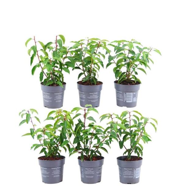 Ontdek de Portugese laurierkers 'Angustifolia', 1 Meter Haag, Witte bloemetjes, Rood/Zwarte bessen, - 1 meter Portugese Laurierkers haag - Prunus lusitanica  Angustifolia  - Set van 6 winterharde haagplanten - Groenblijvende haag -