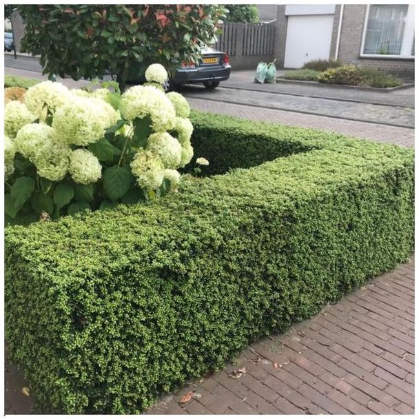 Beeld