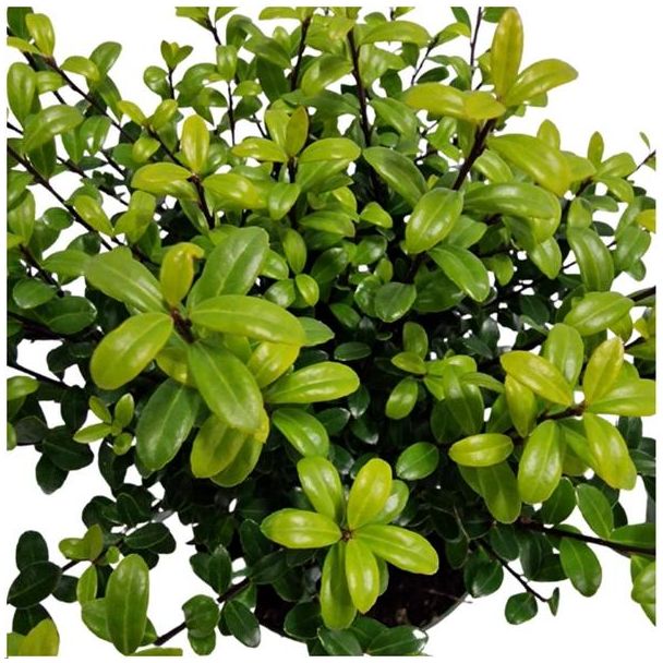 6  Stuk Japanse Hulst, De Perfecte Buxusvervanger, Groene Haag,  Ilex crenata  Jenny Ø12 cm - ↕25 cm