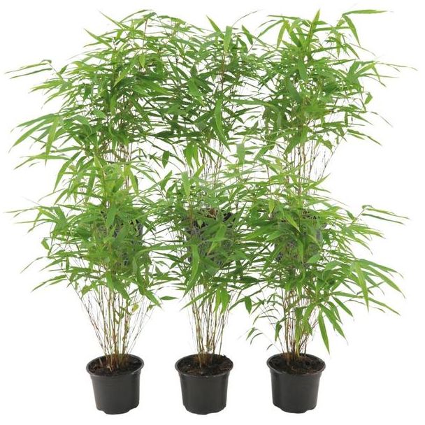 6x niet woekerend en polvormige Bamboe, Kleur groen, Fargesia rufa - ↨25cm - Ø12, niet vermeerderend