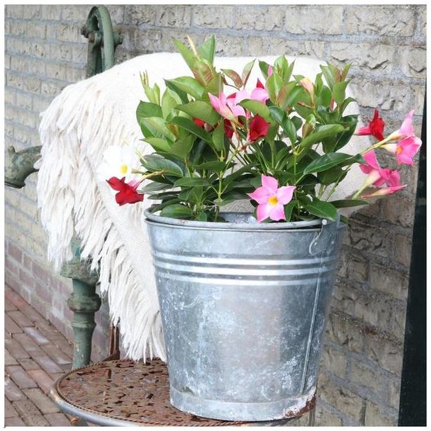 Beeld
