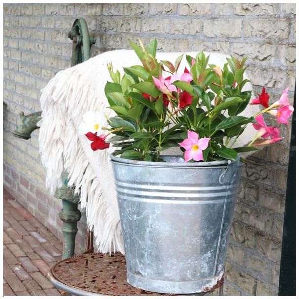 Beeld