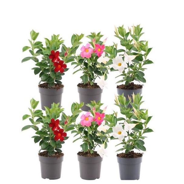 Dipladenia, Mandevilla Mix,   2 x Mandevilla Roze ,2 x Mandevilla Wit ,2 x Mandevilla Rood,Trompetbloemige Klimplant, Kleur rood, Terrasplant, Balkonplant, Eenjarige Plant,Mandevilla Summerstar Red Rek P19 - Ø19cm - ↕75cm