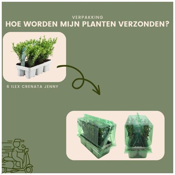 6 Stuks Japanse Hulst, De Perfecte Buxusvervanger, Groene Haag,  Ilex crenata  Jenny Ø7 cm - ↕15 cm