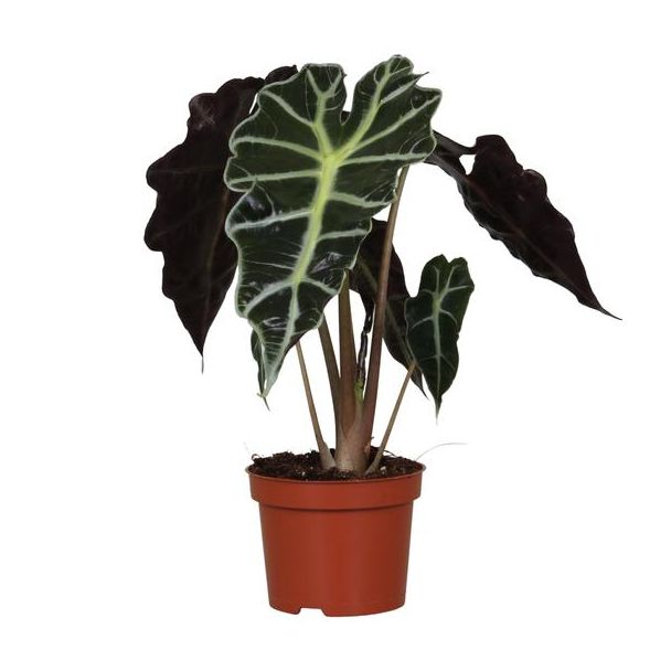Olifantenoor, Groene Plant, Tropisch, Karakteristiek blad, Alocasia Polly - Ø12cm - ↕30cm