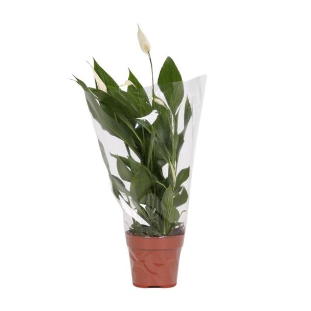 3 stuks De Lepelplant of De VredesLelie, Bekend om zijn Witte Bloemen,Spathiphyllum Sweet Sebastiano -  Ø14cm - ↕45cm