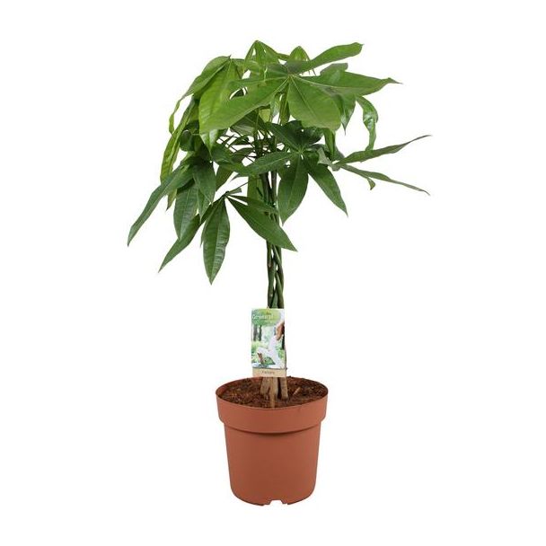Pachira Aquatica - Ø21cm - ↕90cm