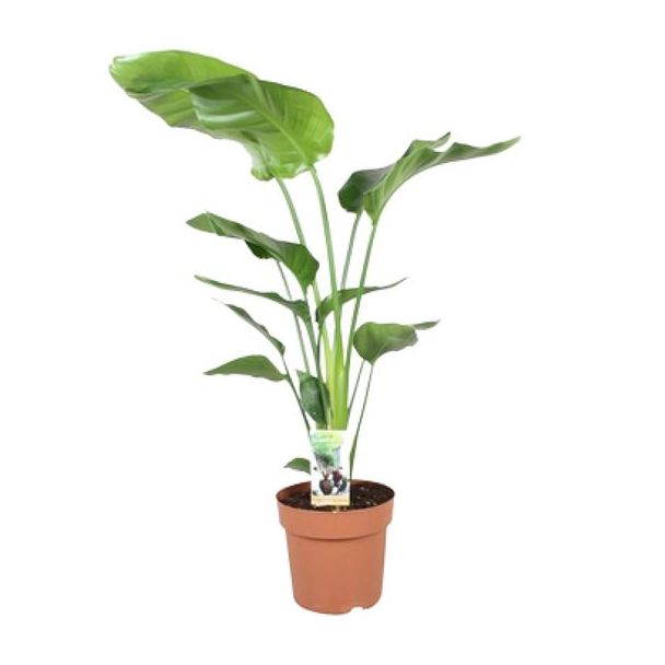 Witte Paradijsvogelplant, Tropische Groene Plant, Strelitzia Nicolai,  Ø21cm - ↕90cm