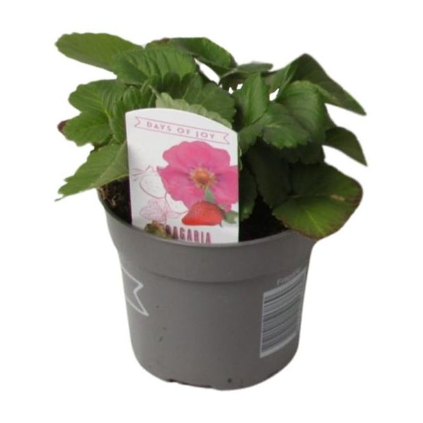 6 x zomerbreeze aardbeien plant (Fragaria Summer Breeze) - Ø10 5 ↕20