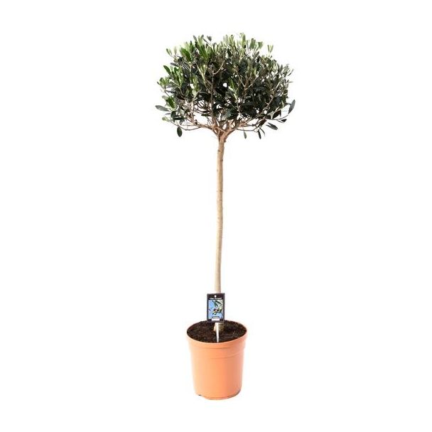 Olijfboom op stam, mediterrane sfeer, Fruitboom, Olijf Olea - Ø19cm - ↕80cm