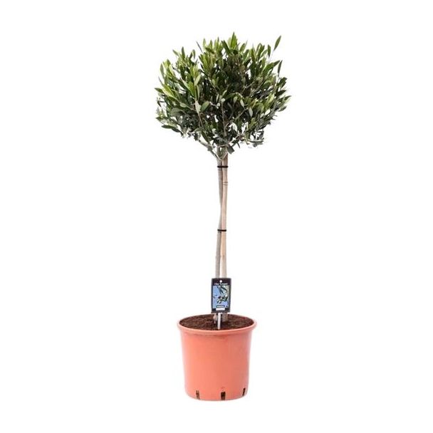 Olijfboom op stam, Olea Olijf - Ø22cm - ↕90cm