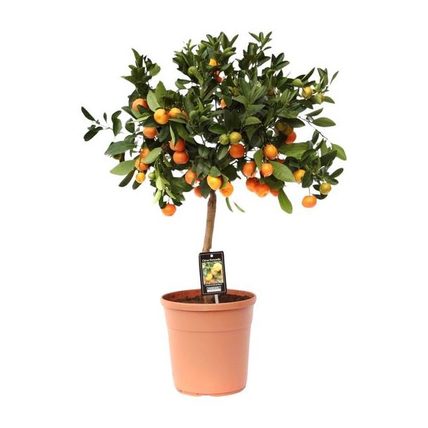 Citroenplant op stam, Citrus Calamondin - Ø22cm - ↕80cm voor binnen en buiten