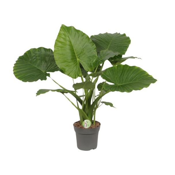 Olifantenoor, Groene Plant, Tropisch, Alocasia Gageana California - Ø21cm - ↕80cm