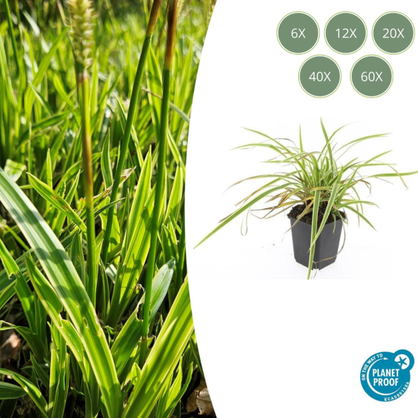 6 tot 60 stuks Geel Gestreepte Japanse Zegge, Wintergroene Siergrasplant, Carex morrowii  Aureovariegata   - ↕10-25cm - Ø9cm