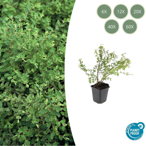 6 tot 60 Stuks Ooievaarsbek / Geranium Rozanne, Lilakleurige Bloemen van mei tot ver in het najaar!  - ↕10-25cm - Ø9cm