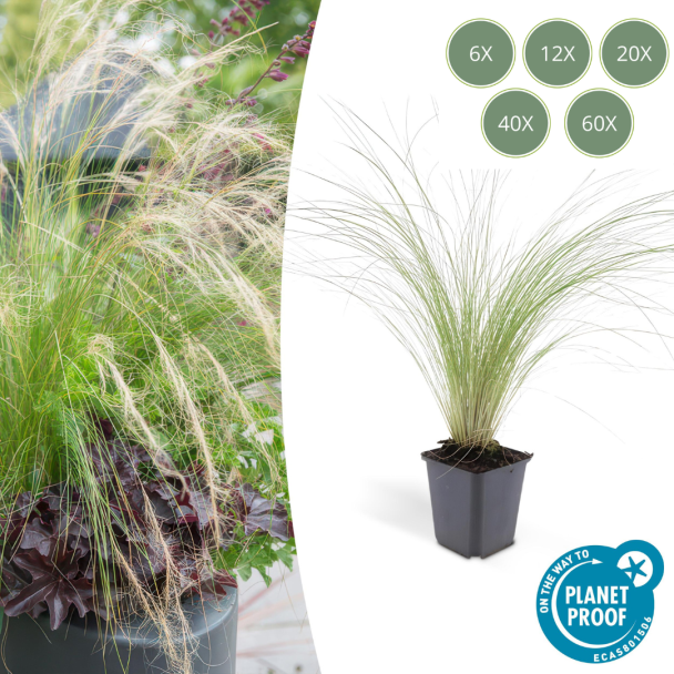 6 - 60 st Mexicaans vedergras Stipa tenuissima 'Ponytails' - ↕10-25cm - Ø9cm