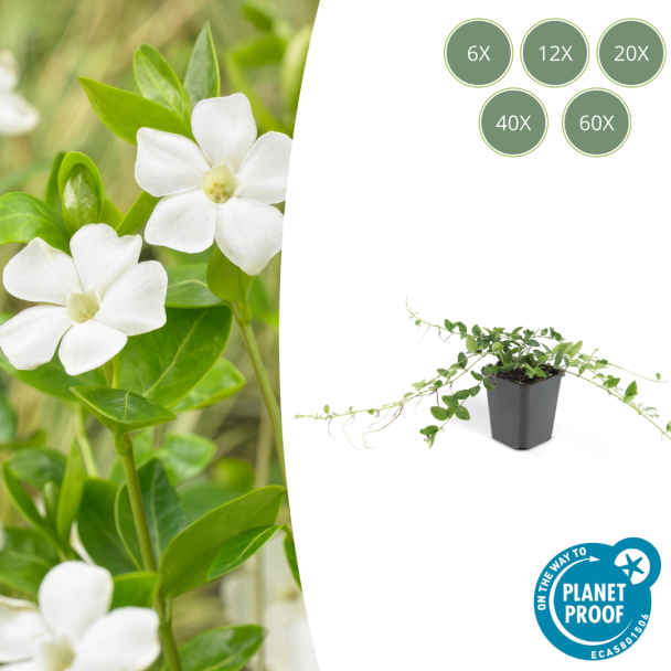 60 Stuks Maagdenpalm / Vinca minor Alba, Stervormige Witte Bloemen, Wintergroen,   - ↕10-25cm - Ø9cm