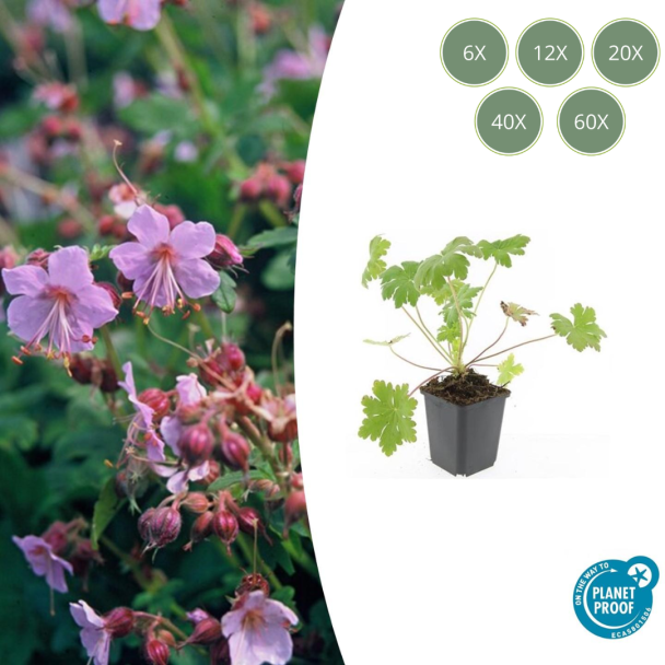 6 Stuks Ooievaarsbek / Geranium  macrorrhizum Ingwersen Variety,  licht Rose Bloemen, Winterhard - ↕10-25cm - Ø9cm