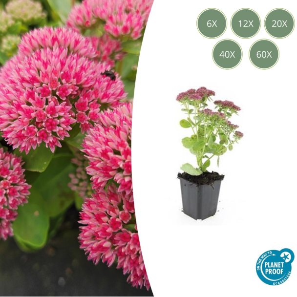 6 tot 60 stuks Sedum Herbstfreude / hemelsleutel - Roze bloei - Winterharde Vetplant - Herfstbloeiend