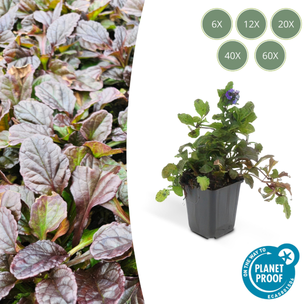 6 tot 60 x kruipend zenegroen - Ajuga reptans - ↕10-25cm - Ø9cm - ideale bodembedekker