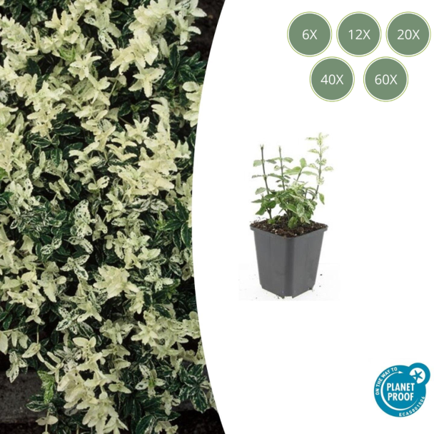 6 tot 60 Stuks Kardinaalmuts / Euonymus fortunei 'Harlequin', Blad Groen en Creme tot Witte tinten, Wintergroene Bodembedekker  - ↕10-25cm - Ø9cm