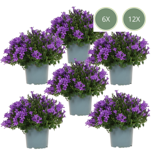 6 of 12 Klokjesbloem / Campanula Addenda Ambella purple, Kleur Paars, Tuinplanten, Bodembedekkers, ,