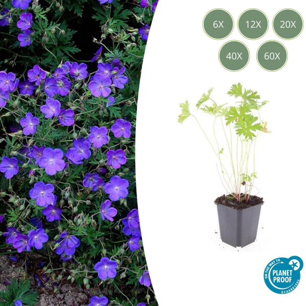 6 - 60 Stuks Geranium Ooievaarsbek Johnsons Blue, Prachtige Blauwe Bloemen, Winterhard - ↕10-25cm - Ø9cm