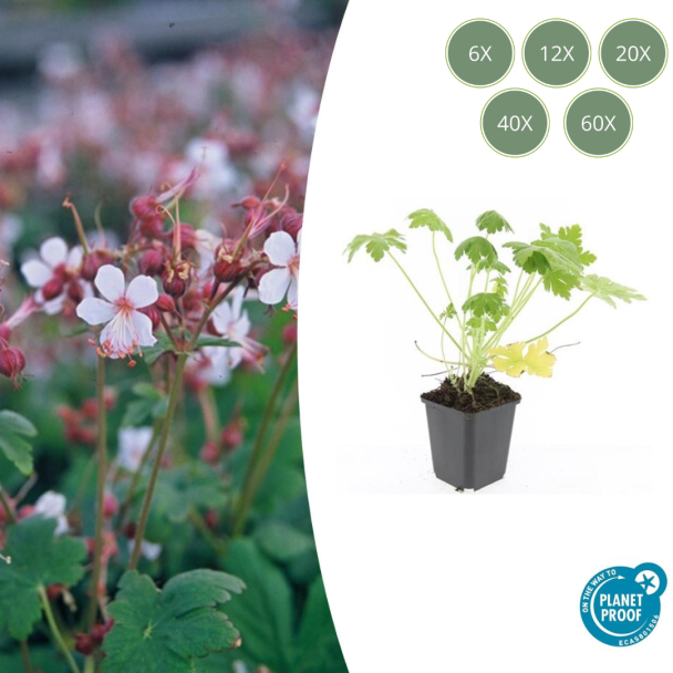 6 tot 60  Stuks  Ooievaarsbek / Geranium macrorrhizum Spessart, Zachtroze tot Wit ,Sterke Bodembedekker - ↕10-25cm - Ø9cm