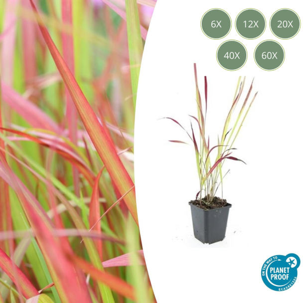 6 tot 60 stuks Japans Bloedgras, Siergras, Imperata cylindrica  Red Baron  - ↕10-25cm - Ø9cm