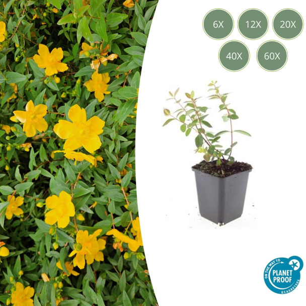 6 tot 60 Stuks Hertshooi /  Hypericum dummeri  Peter Dummer, Onderhoudsarm, Gele Bloemen - ↕10-25cm - Ø9cm