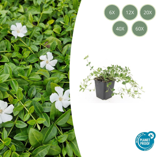 6 tot 60 Stuks Maagdenpalm / Vinca minor 'Gertrude Jekyll', Mooi Witte Bloemen - ↕10-25cm - Ø9cm