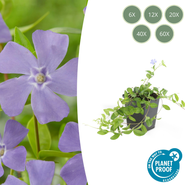 6 tot 60 stuks kleine Maagdenpalm minor / Vinca minor, Blauwe Bloemen  - ↕10-25cm - Ø9cm
