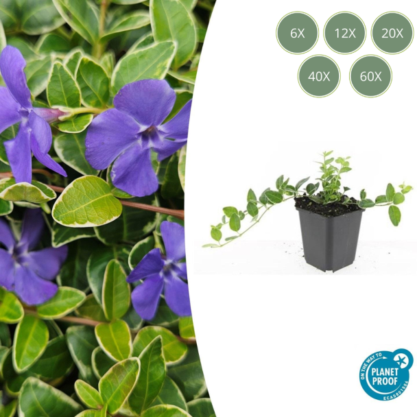 6 tot 60 Stuks Maagdenpalm / Vinca minor 'Ralph Shugert ', Lichtblauwe Stervormige Bloemen - ↕10-25cm - Ø9cm