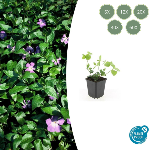 6 tot 60 stuks Grote  Maagdenpalm / Vinca major, Sierlijk Groen Blad, Paars Bloemen  - ↕10-25cm - Ø9cm
